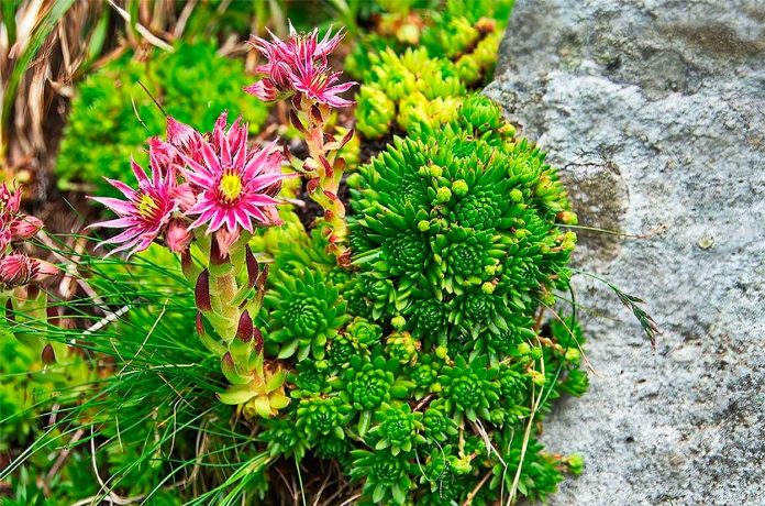 Sempervivum-Montanum-o-Siempreviva-de-Montaña Sempervivum Montanum o Siempreviva de Montaña