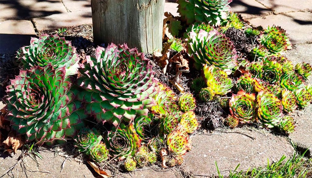 Sempervivum Tectorum o Siempreviva Mayor
