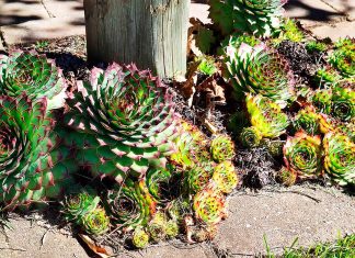 Sempervivum Tectorum o Siempreviva Mayor