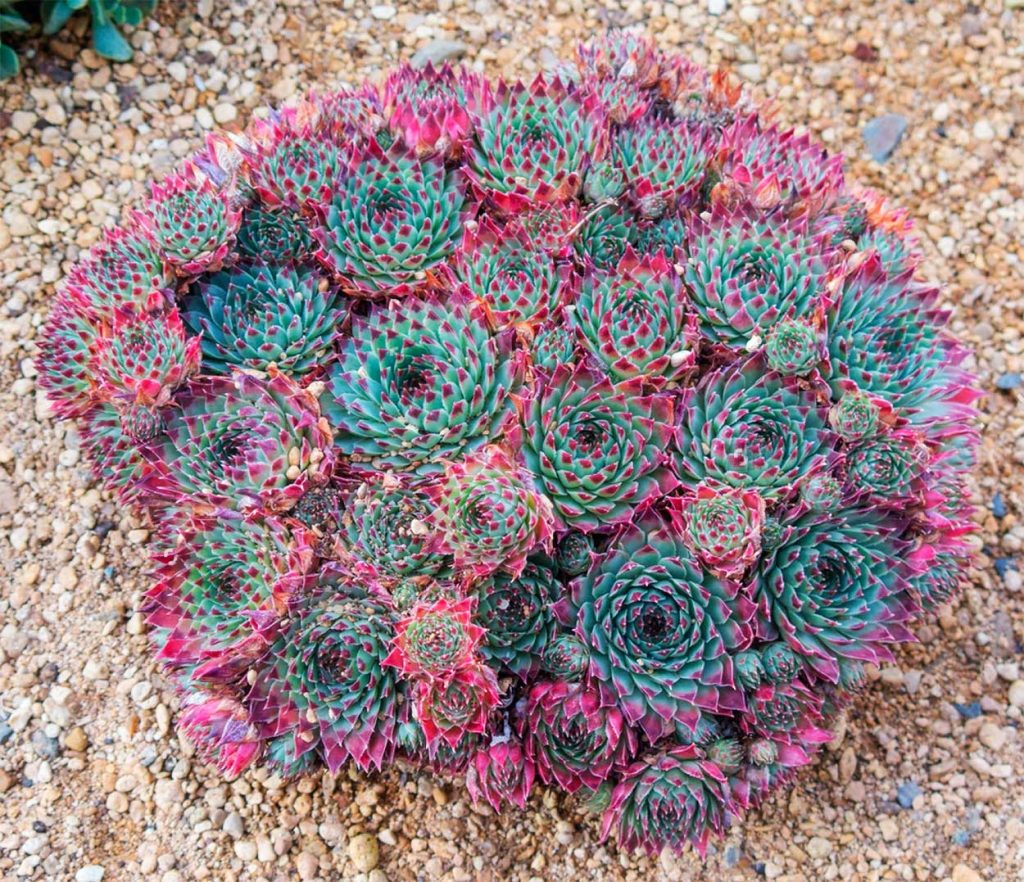 Sempervivum calcareum Sir William Lawrence