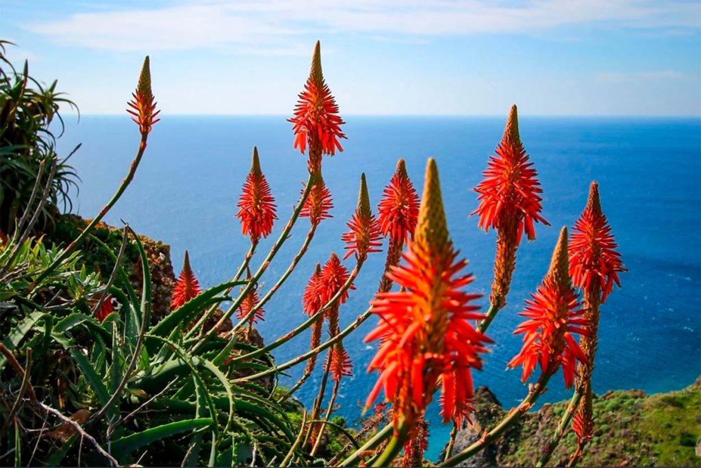 Flores del Aloe Candelabro