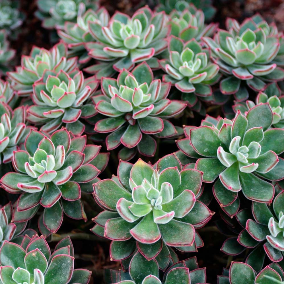 Echeveria Pulvinata Red Velvet