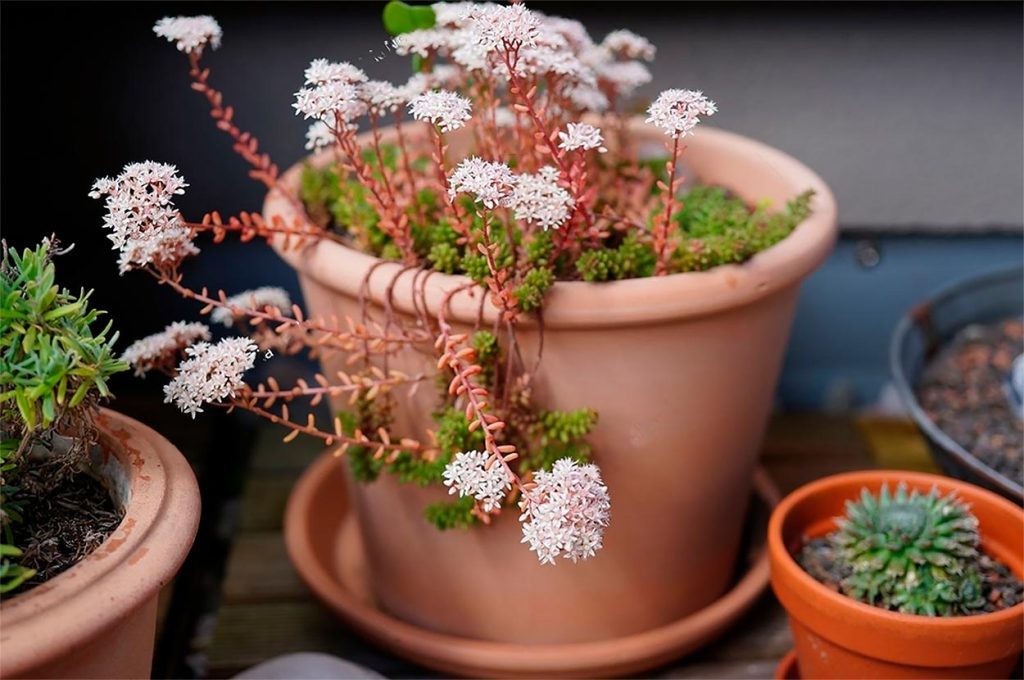 Decoración con el Sedum Album