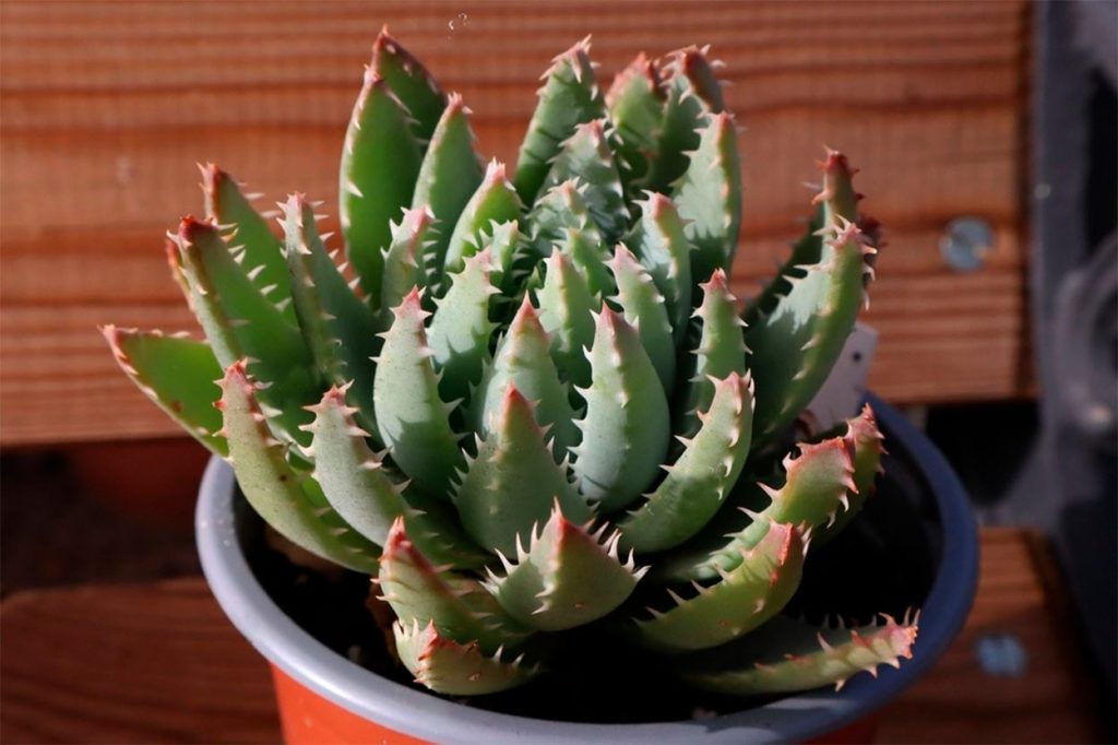 Características Fisicas del Aloe Brevifolia