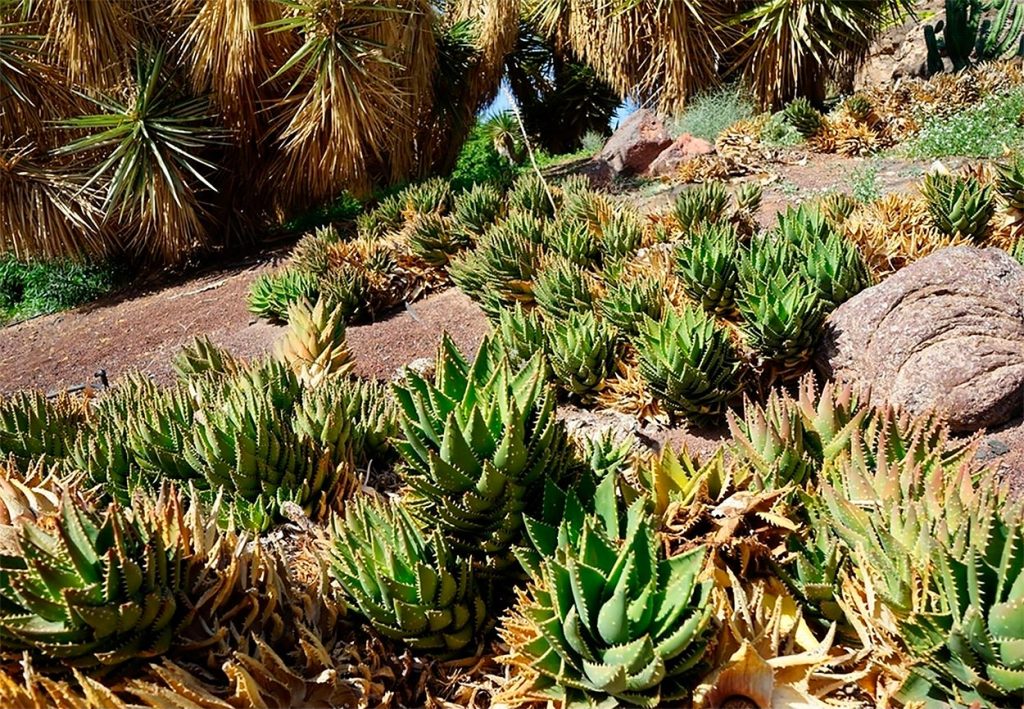 Propagacion del Aloe Brevifolia