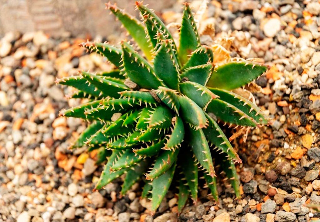 Decoración con el Aloe Diente de Cocodrilo