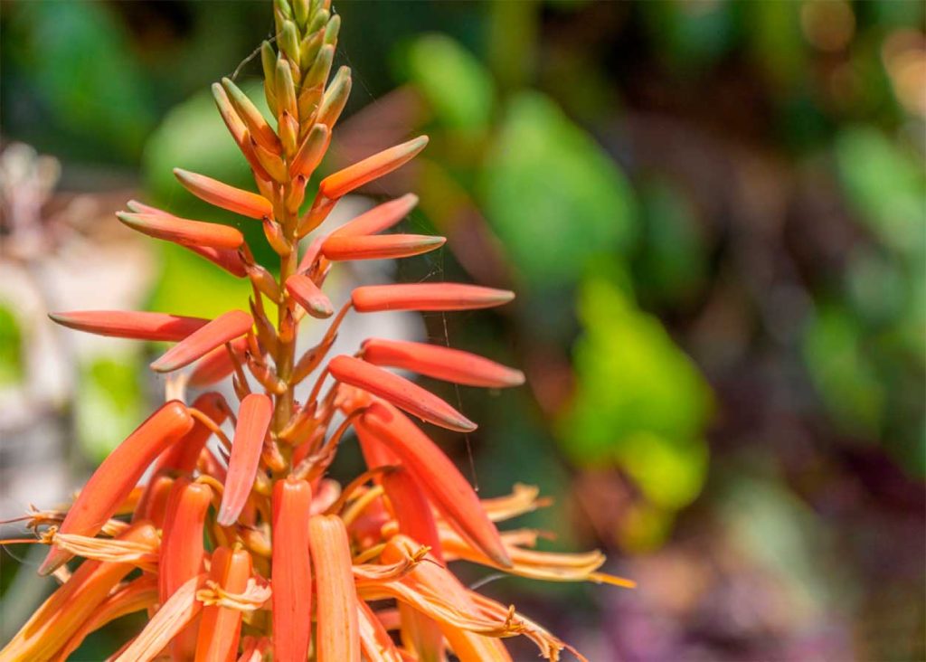 Flor del Aloe Diente de Cocodrilo