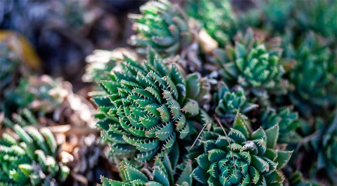 Aloe Brevifolia o Dientes de Cocodrilo