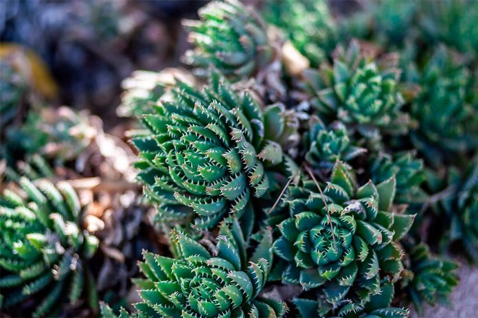 Aloe-Brevifolia Aloe Brevifolia o Dientes de Cocodrilo