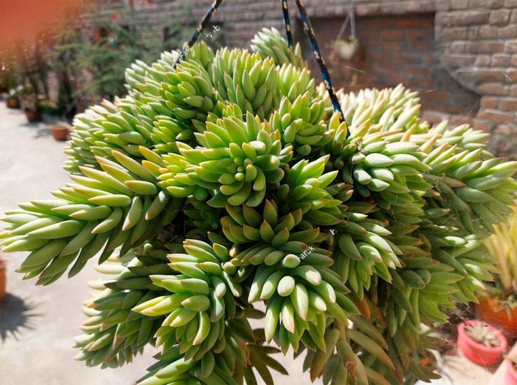 Caracteristicas de la Sedeveria Harry Butterfield