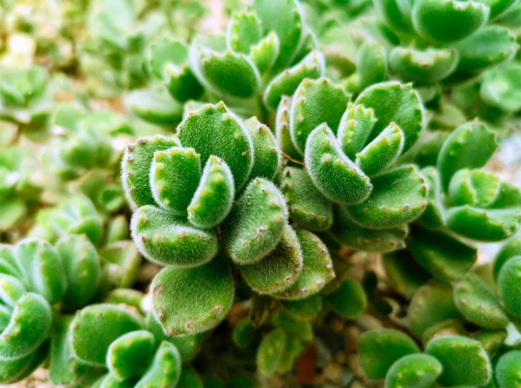 Cuidados de la Cotyledon Tomentosa