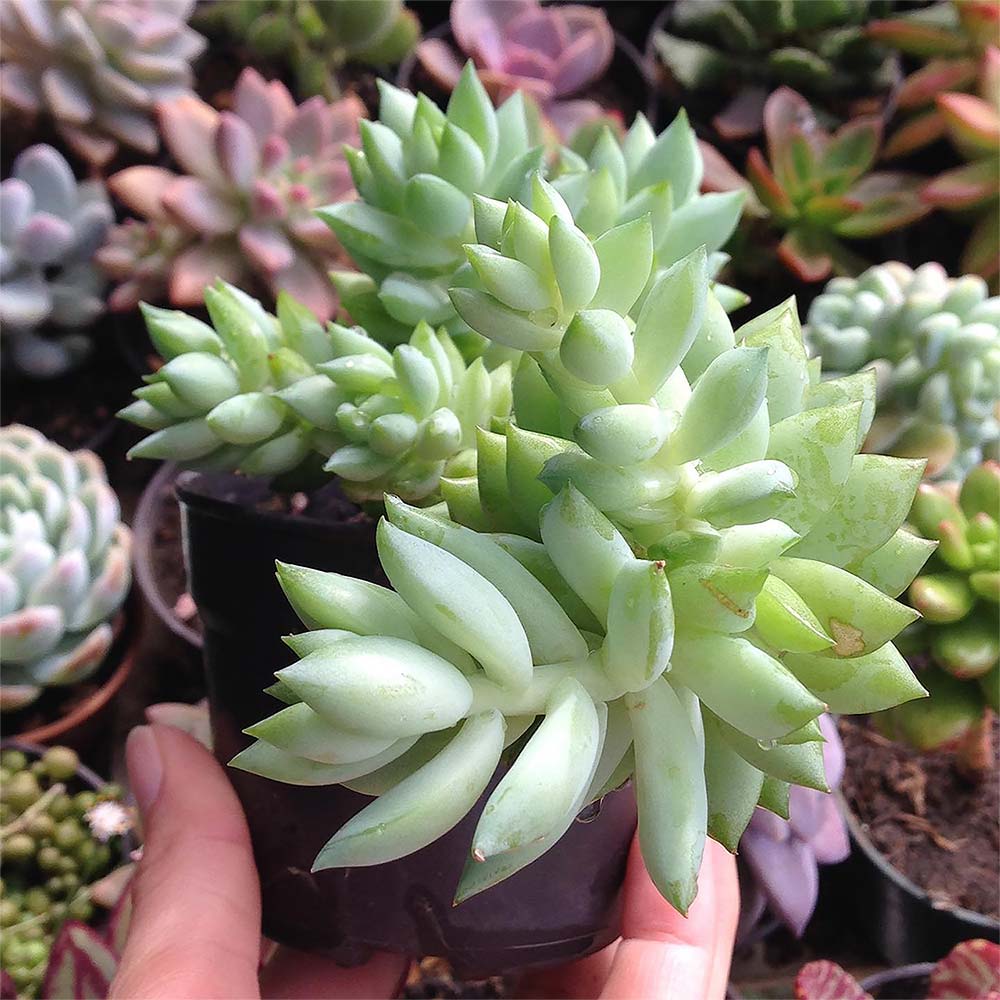 Decoracion con la Sedeveria Harry Butterfield