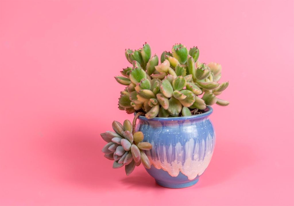Usos Ornamentales de la Cotyledon Tomentosa