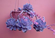 Echeveria ‘Perle Von Nurnberg’: Cuidados, Propagación y Usos Echeveria Perle Von Nurnberg