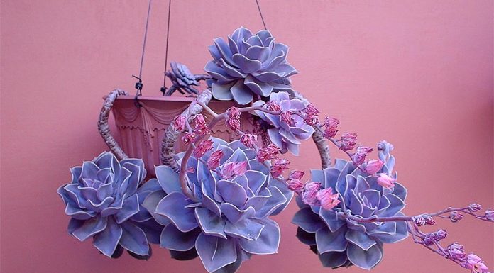 Echeveria Perle Von Nurnberg