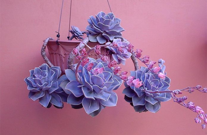 Echeveria-Perle-Von-Nurnberg Echeveria Perle Von Nurnberg