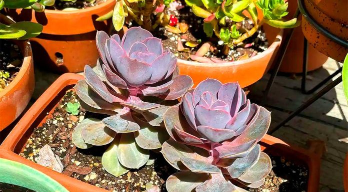 Echeveria Purple Pearl