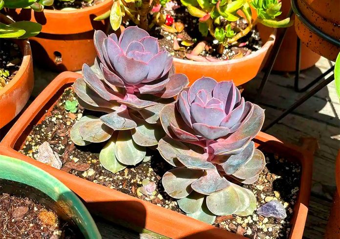 Echeveria-Purple-Pearl Echeveria Purple Pearl