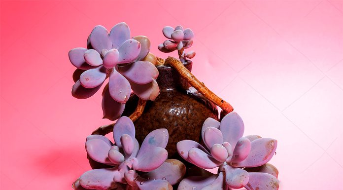 Graptopetalum Amethystinum