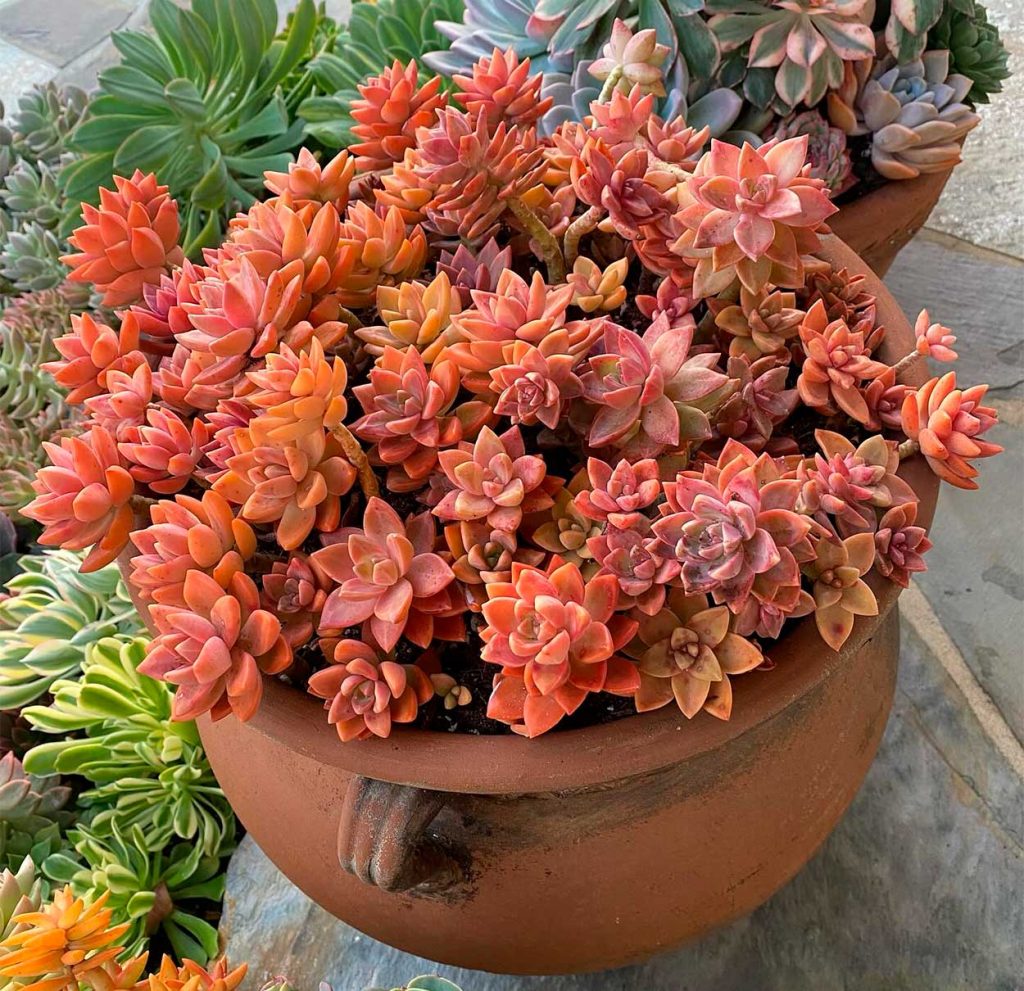 Características del Graptosedum California Sunset