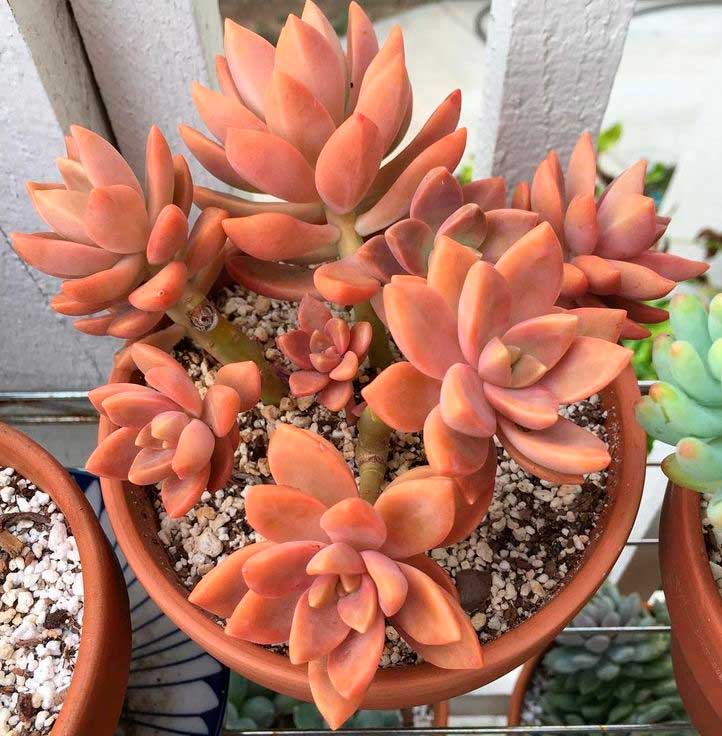 Decoracion con el Graptosedum California Sunset
