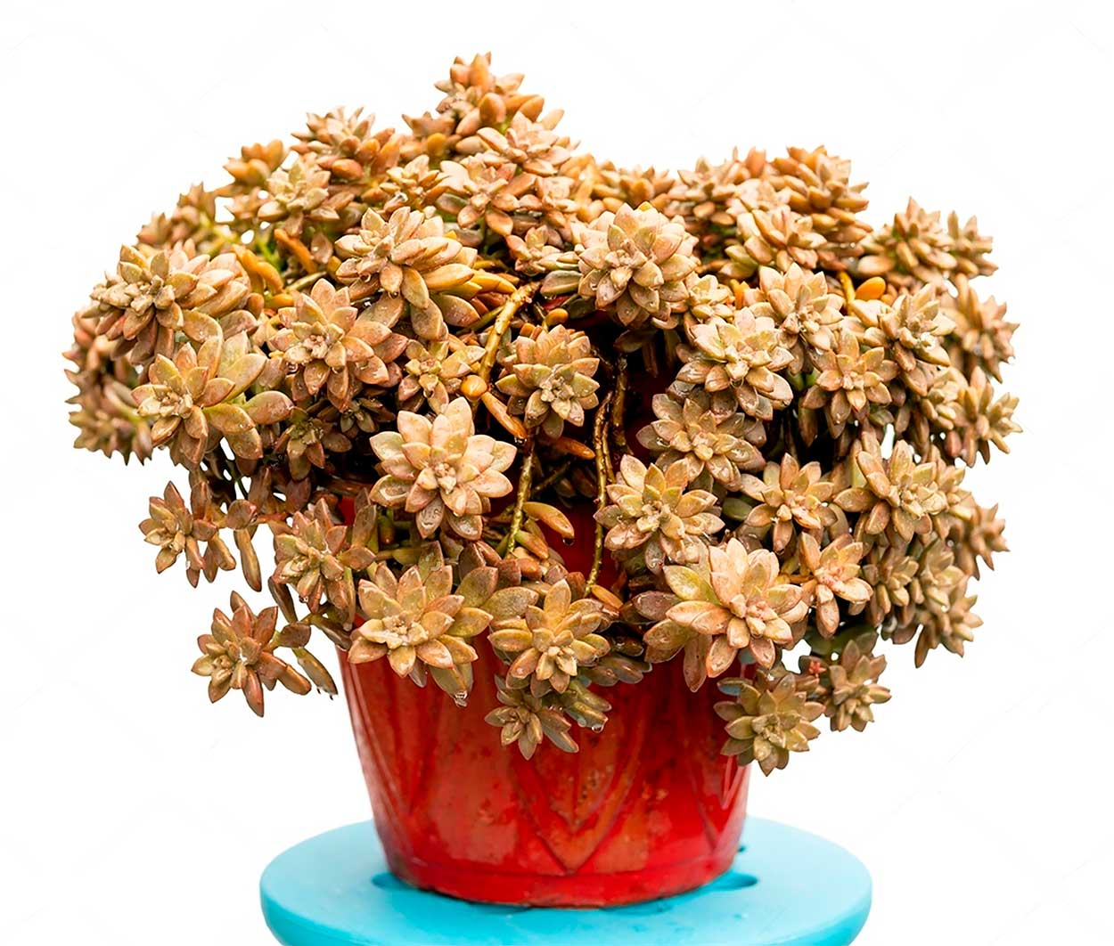 Graptosedum California Sunset adulta