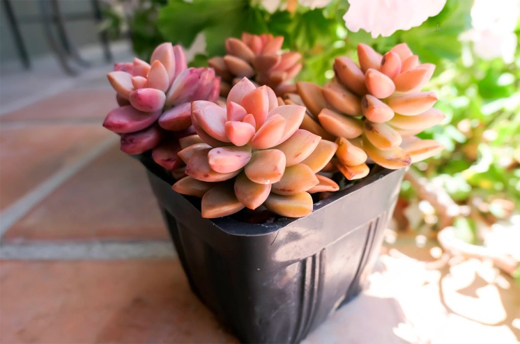 Propagacion del Graptosedum California Sunset