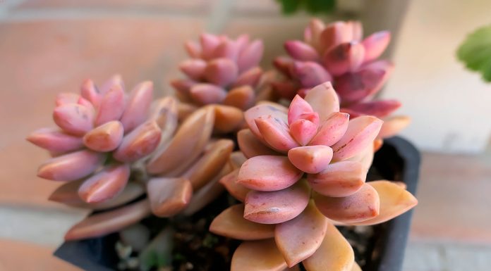 Graptosedum California Sunset