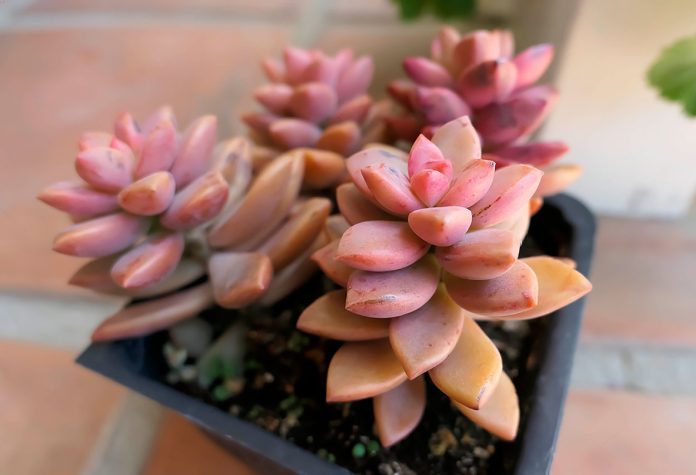 Graptosedum-California-Sunset Graptosedum California Sunset