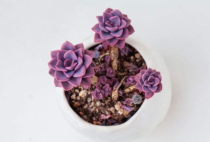 Graptoveria-Debbie Graptoveria Debbie