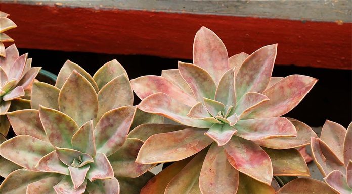 Graptoveria 'Fred Ives'