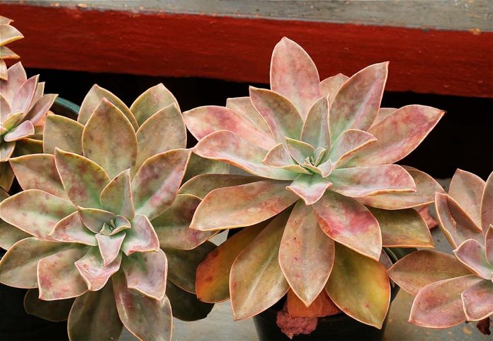 Graptoveria 'Fred Ives'