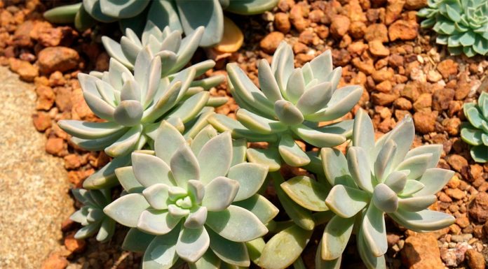 Graptoveria Opalina