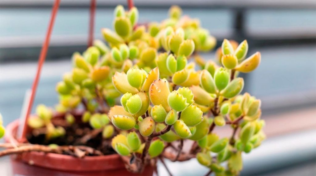 Plagas de la Cotyledon Tomentosa
