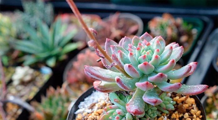 Sedeveria 'Blue Elf'