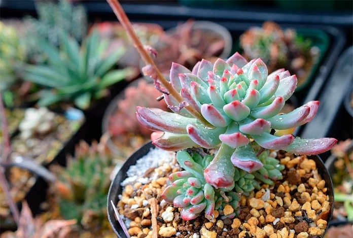 Sedeveria 'Blue Elf'