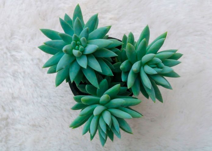 Sedeveria Harry Butterfield