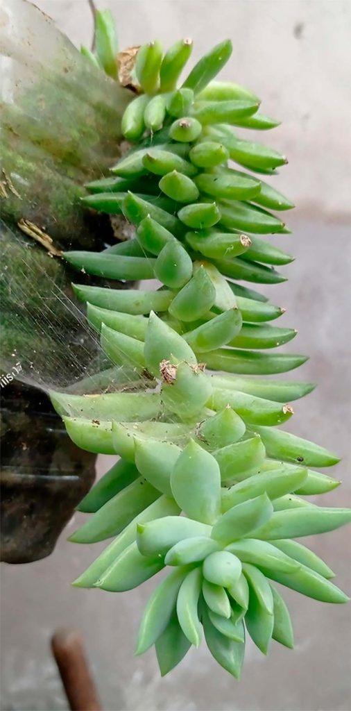 Cuidados de la Sedeveria Harry Butterfield