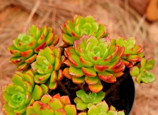 Sedeveria Letizia