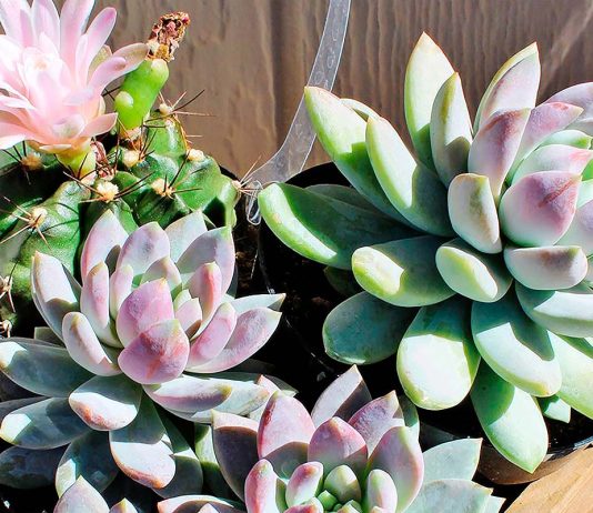 Sedeveria ‘Lilac Mist’ – Cuidados, Plagas y Usos Sedeveria Lilac Mist
