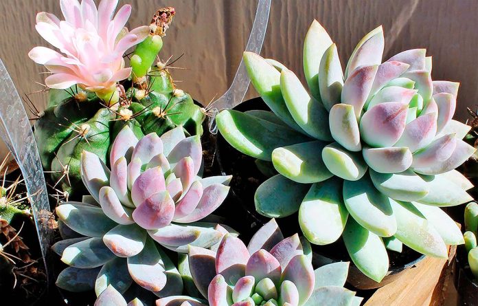 Sedeveria Lilac Mist