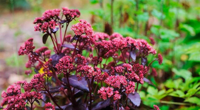 Sedum Purple Emperor