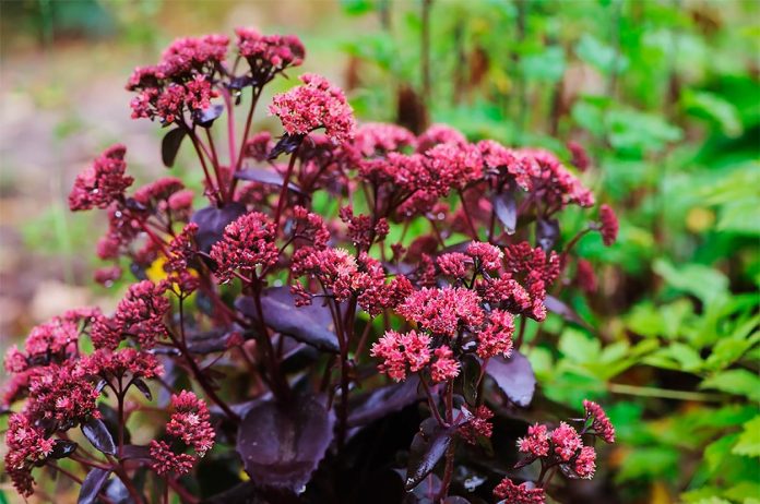 Sedum-Purple-Emperor Sedum Purple Emperor