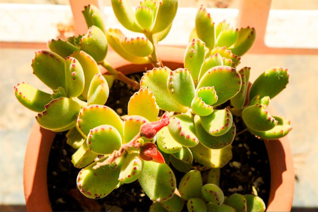 Suculenta Garra de Oso o Cotyledon Tomentosa