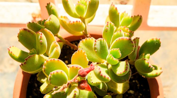 Suculenta Garra de Oso o Cotyledon Tomentosa