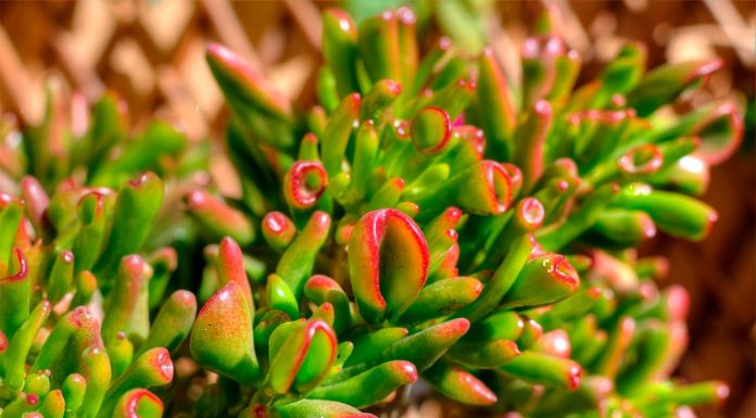 Suculenta Orejas de Shrek o Crassula Ovata 'Gollum'