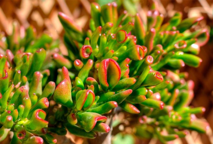 Suculenta Orejas de Shrek o Crassula Ovata 'Gollum'