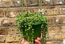 Suculenta Rosario o Senecio Rowleyanus
