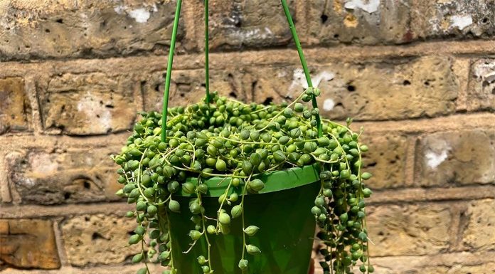 Suculenta Rosario o Senecio Rowleyanus