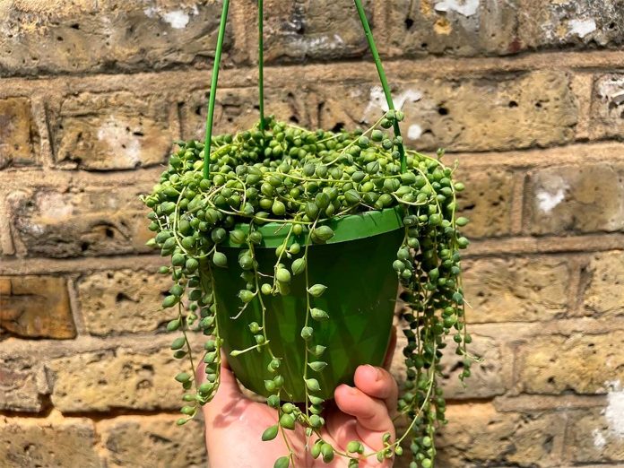 Suculenta Rosario o Senecio Rowleyanus